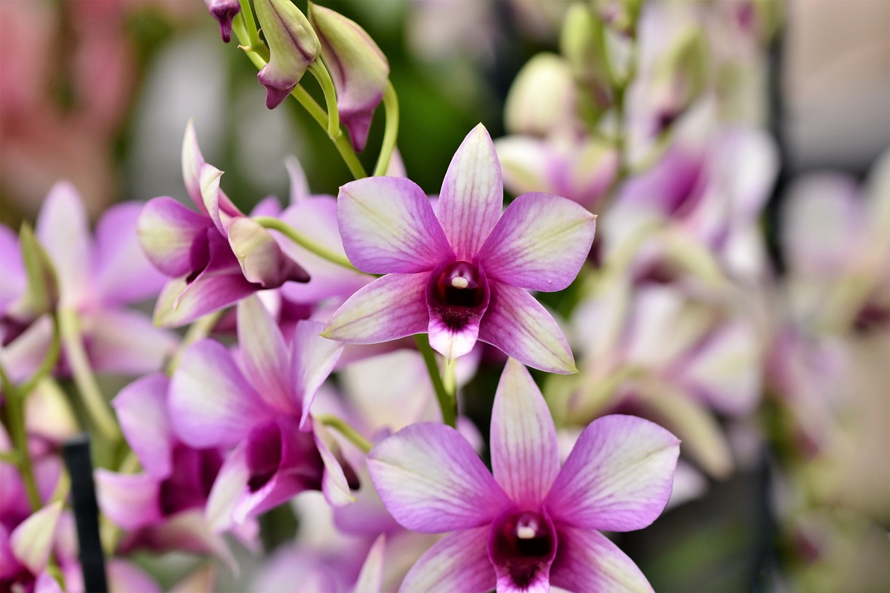 Orchidee  Orto e Natura